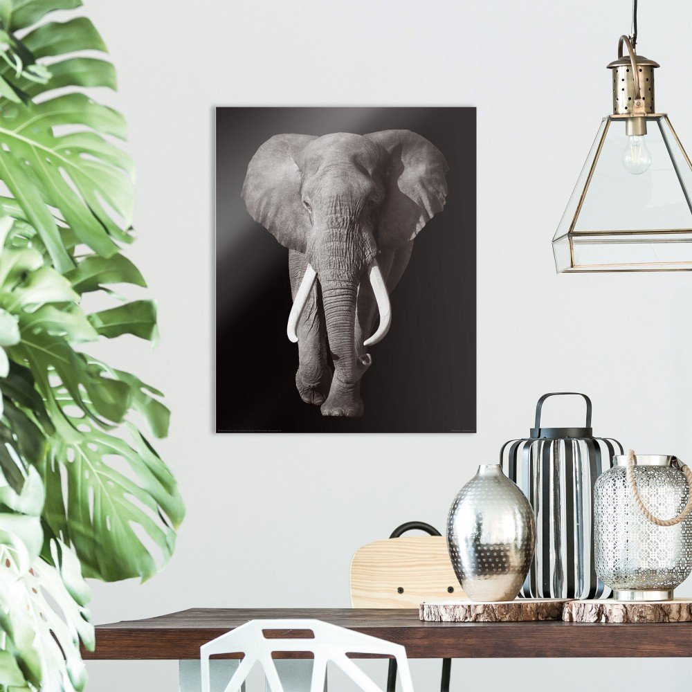 Skleněný obraz OrangeWallz Elephant, 40 x 50 cm v:1144498