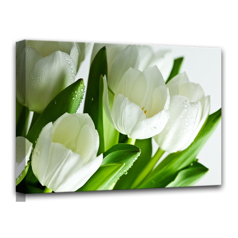 Obraz Styler Canvas White Tulips, 60 x 80 cm v:1144840