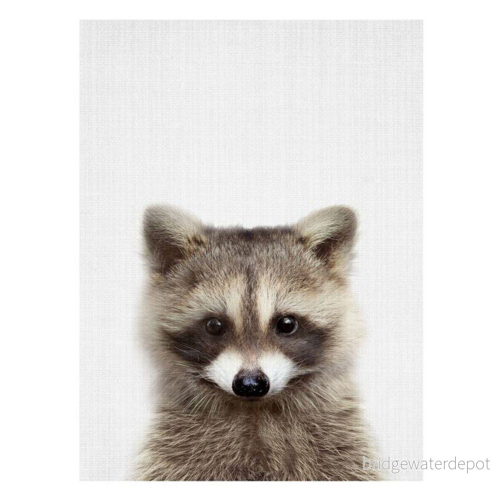 Plakát Blue-Shaker Baby Animals Raccoon, 30 x 40 cm v:1322328