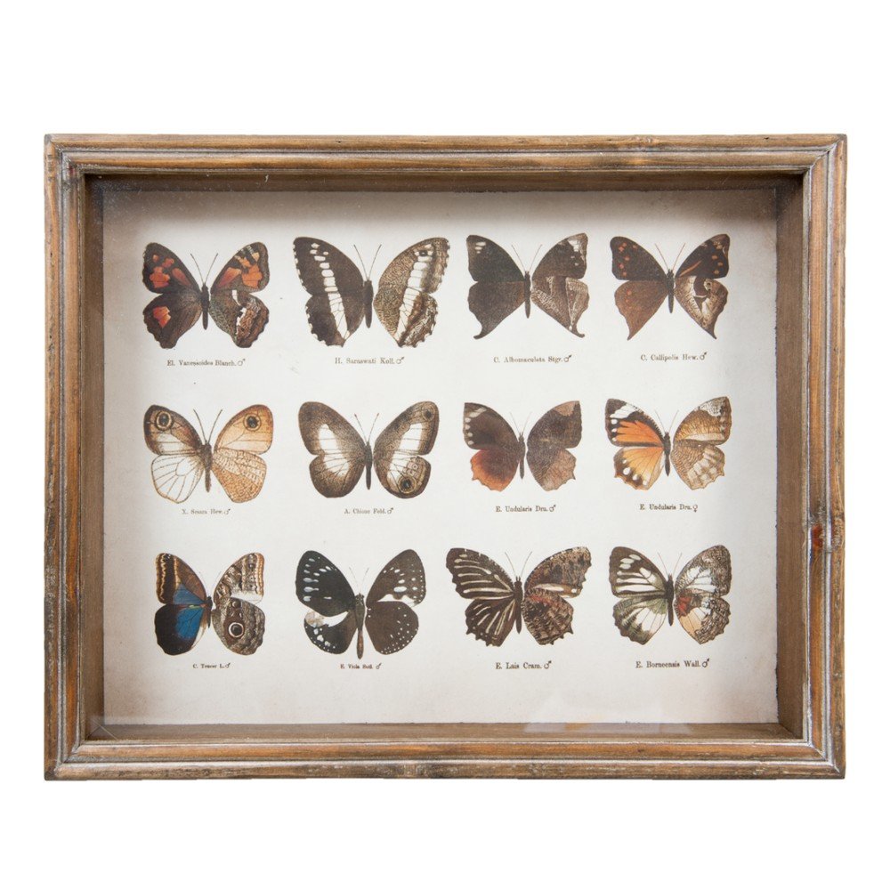 Obraz Clayre & Eef Butterflies Collection, 35 x 28 cm v:981966