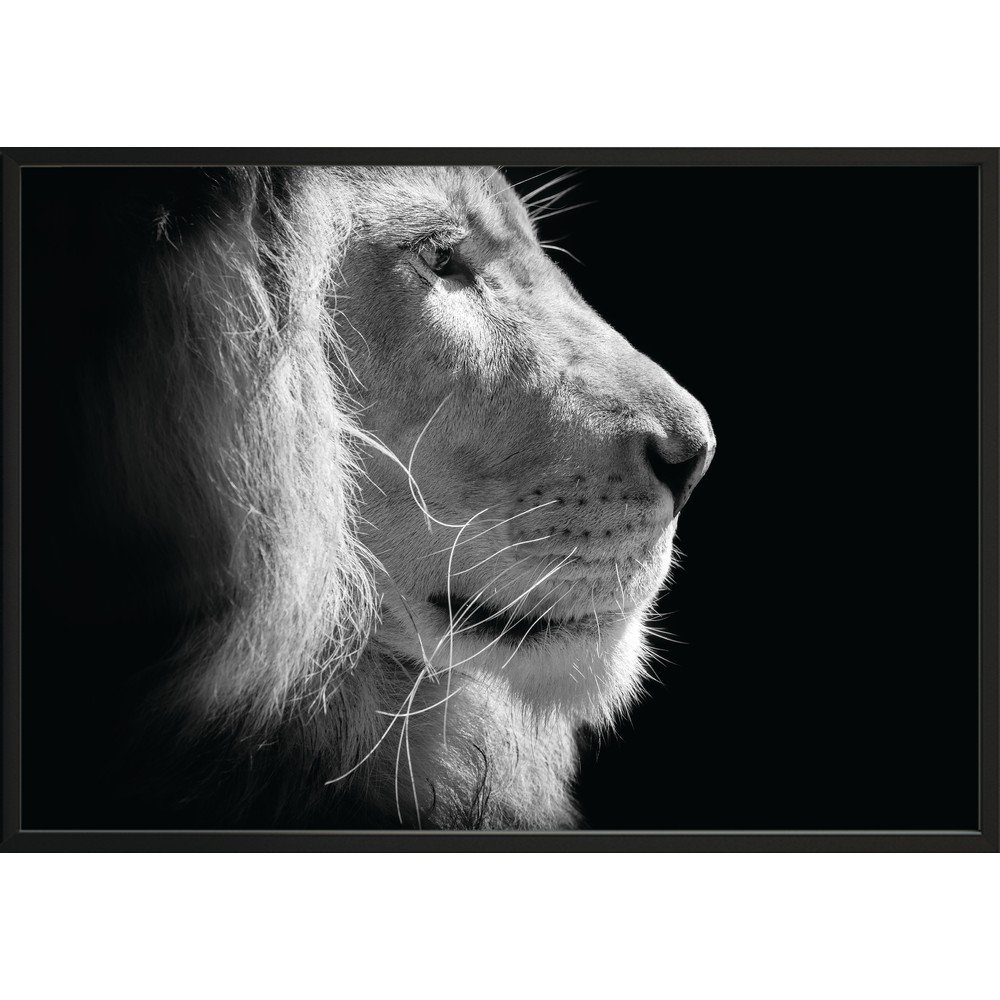 Černo-bílý plakát DecoKing Lion King, 50 x 40 cm v:1279548